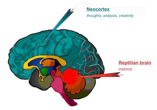 1-ris-neokorteks